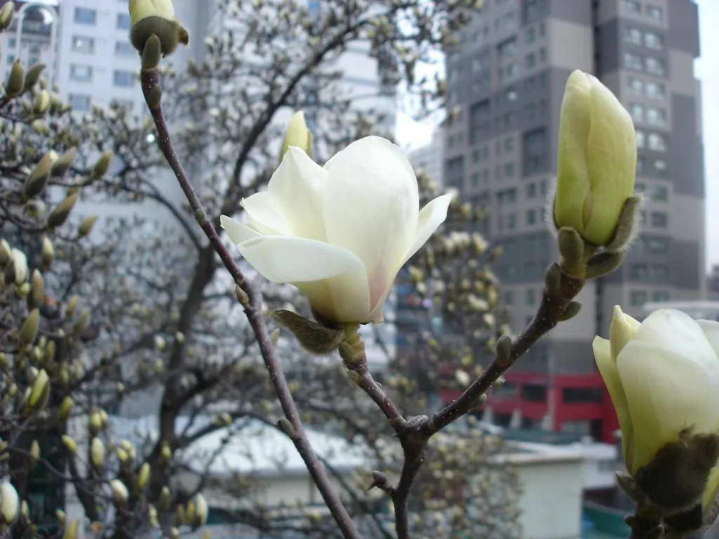 ** Guest house Icos Guesthouse 2 For Female Seoul South Korea